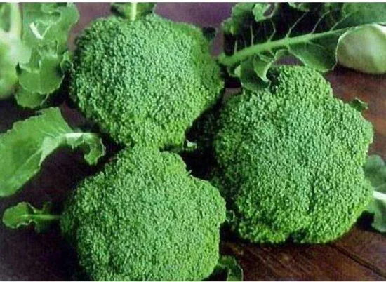 China New Crop Fresh Broccoli for Exporting
