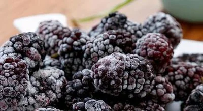 Top Quality IQF Frozen Fruits and Mulberry